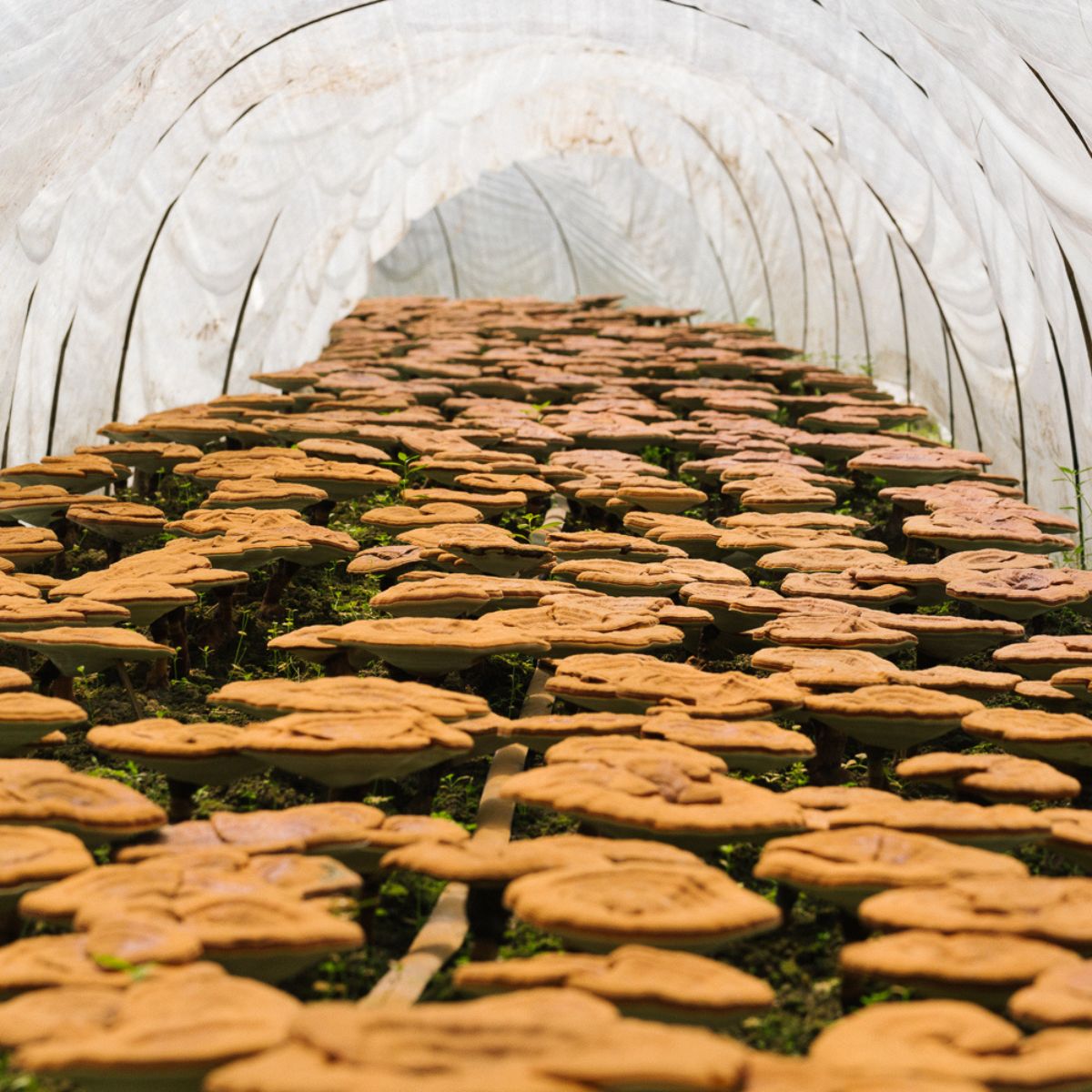 Behind The Pour: Learn How RIVR's Mushrooms Go From Forest To Formula