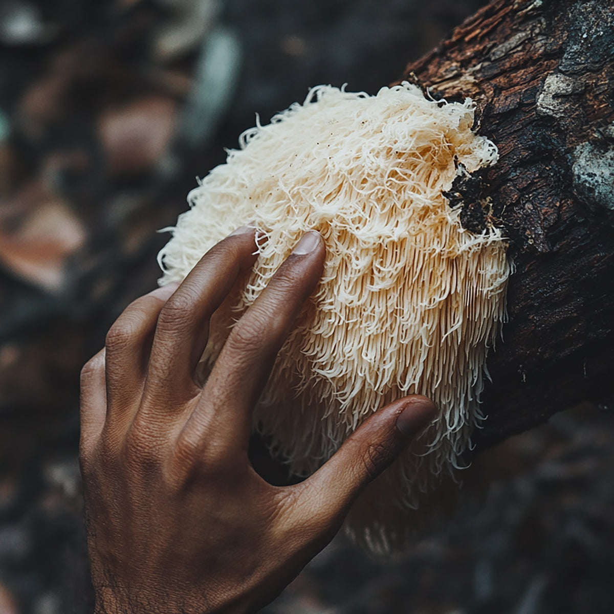 Lion’s Mane: Mushrooms for Peak Cognitive Performance