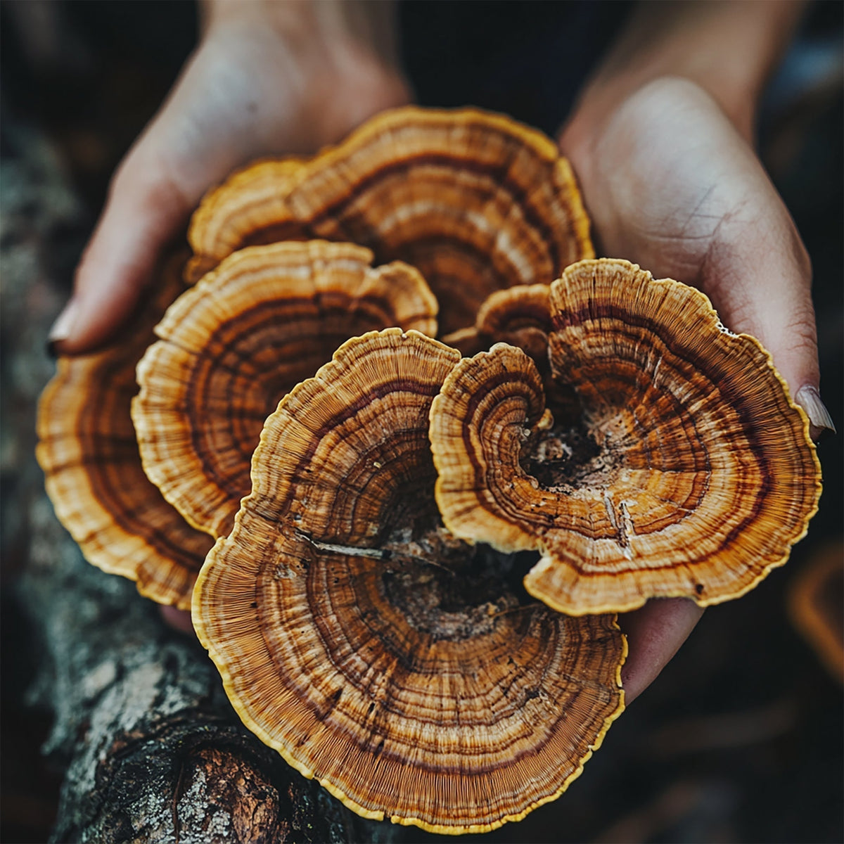 Reishi: Mushrooms for Balance and Restoration